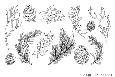 Hand drawn linear graphic illustration of spruce, cedar branches and cones, snowberry in black and white style, elegant monochrome Christmas collection for winter holiday decor and design. 130574284