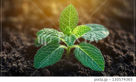 Close-up of a Young Mint Plant Emerging from Dark Soil with Sunl Close-up of a Young Mint Plant Emerging from Dark Soil with Sunl 130574365