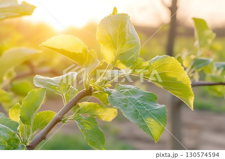 Golden Hour Sunlight Illuminates Fresh Green Leaves on a Branch 130574594