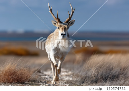 Antelope walking through a grassy landscape near a calm body of water under a blue sky 130574781