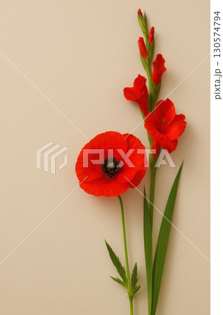 Vibrant Red Poppy and Gladiolus Stems Floral Art Neutral Beige Background Nature Close-Up Botanical Beauty 130574794