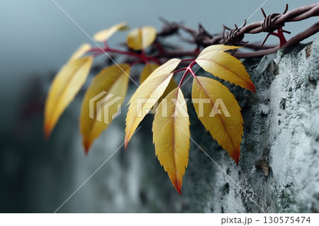Golden leaves cling to aged stone wall with barbed wire detail in autumn 130575474