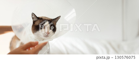 Post Surgical Veterinary Treatment. Veterinarian Lady Putting Medical Collar On A Cat, Treating Pet After Surgery At Modern Vet Clinic. Closeup Shot Of A Feline Patient With A Cone On, Copy Space Post Surgical Veterinary Treatment. Veterinarian Lady Putting Medical Collar On A Cat, Treating Pet After Surgery At Modern Vet Clinic. Closeup Shot Of A Feline Patient With A Cone On, Copy Space 130576075