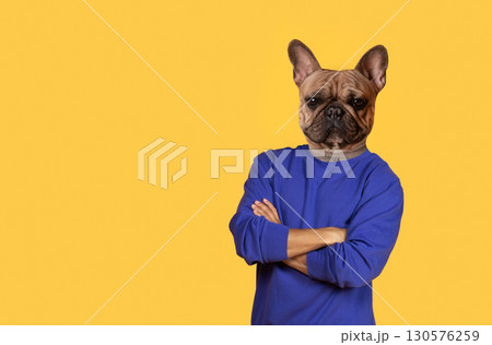 A French Bulldog wearing a blue sweatshirt stands against a yellow background with its arms crossed, copy space A French Bulldog wearing a blue sweatshirt stands against a yellow background with its arms crossed, copy space 130576259