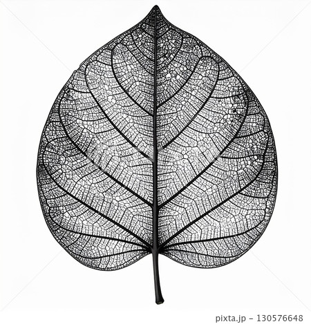 Black Skeleton Leaf on White Background 130576648