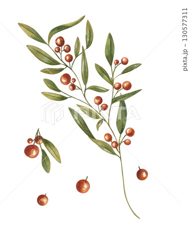 Hand painted abstract plant with red berries and green leaves watercolor illustration on isolated background. Autumn evergreen cotoneaster bush. Floral element for Xmas design, holiday decoration Hand painted abstract plant with red berries and green leaves watercolor illustration on isolated background. Autumn evergreen cotoneaster bush. Floral element for Xmas design, holiday decoration 130577311