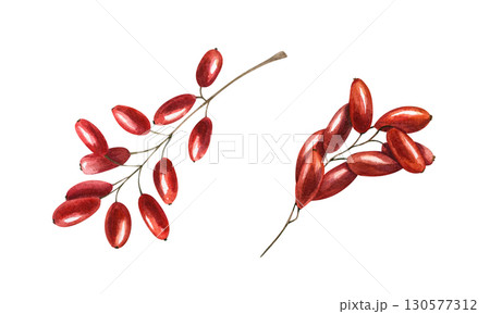 Watercolor barberry clusters with bright red berries set on isolated background. Wintergreen barberry clip art. Two wild berry twig for autumn designs, herbal medicine concept, healthy lifestyle decor 130577312