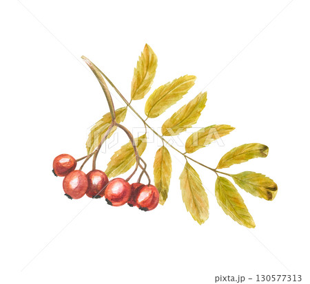 Orange rowan berries cluster with yellow leaves watercolor illustration on isolated background. Autumn mountain ash. Healthy harvest composition for herbal medicine concept, fall design 130577313