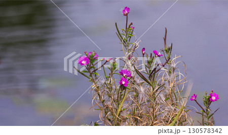 Close-up shot of a marsh willow, Epilobium palustre 130578342