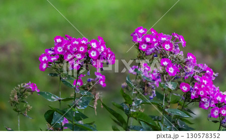 Garden Phlox paniculata, creeping phlox subulata, also known as the moss phlox. 130578352