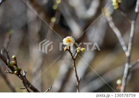 春を告げる梅の花 春を告げる梅の花 130578759
