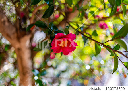 赤い椿の花 130578760