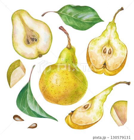 Watercolor set with juicy pear. A whole pear, half, slices, green leaves and seeds are isolated on a white background. A botanical set for the design of materials on proper nutrition and gardening. 130579131