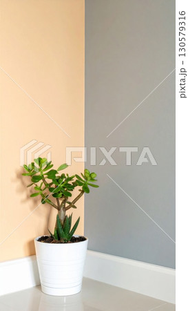 Jade Plant and Aloe Vera in White Pot Against Peach and Gray Walls 130579316