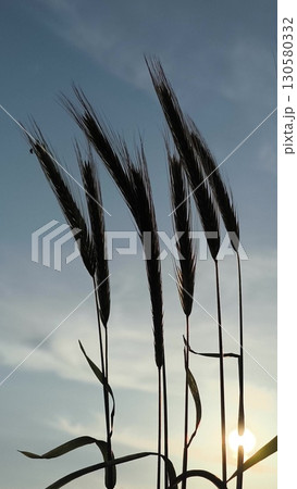 juicy green wheat spikelets in summer close-up. Wheat field in summer, harvest, sowing, evening. Wheat stalks against the background of the evening sky and sunset. juicy green wheat spikelets in summer close-up. Wheat field in summer, harvest, sowing, evening. Wheat stalks against the background of the evening sky and sunset. 130580332