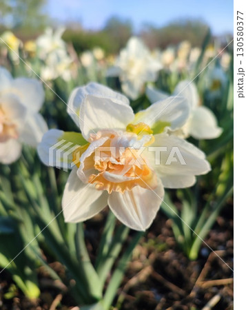 Beautiful blooming flower of narcissus variety Rosy Cloud close-up. Blooming narcissus flower with white and yellow petals in inflorescence with green leaves growing in the ground on sunny spring day 130580377