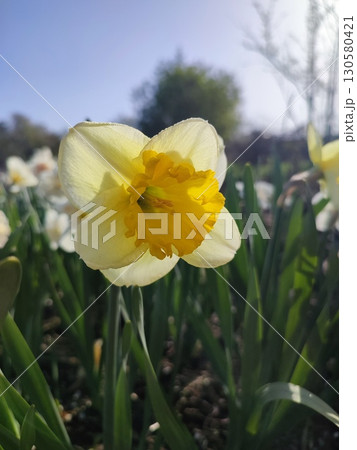 Beautiful blooming flower narcissus variety Curly. Blooming daffodil with yellow petals in inflorescence with stamen on green stem with leaves growing in ground on sunny spring day. Selection breeding 130580421