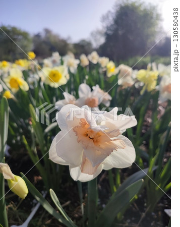 Blooming flower daffodil variety Delnashaugh with white pink petals with stamens and drops of morning dew on background of narcissus flowers and growing in ground in garden meadow, sunny spring. Blooming flower daffodil variety Delnashaugh with white pink petals with stamens and drops of morning dew on background of narcissus flowers and growing in ground in garden meadow, sunny spring. 130580438