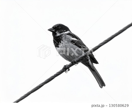 Small Bird Perched on Wire Monochrome Photography Small Bird Perched on Wire Monochrome Photography 130580629