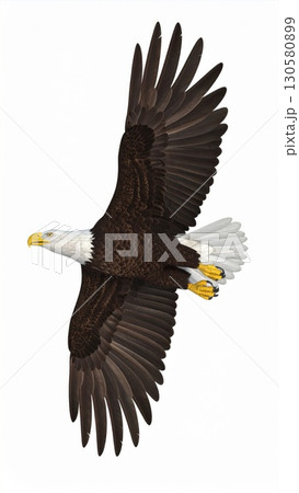 Majestic Bald Eagle in Flight Against White Background 130580899