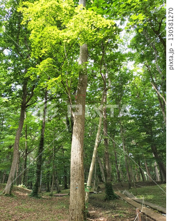 北海道・北東北の縄文遺跡群　キウス周堤墓群 130581270