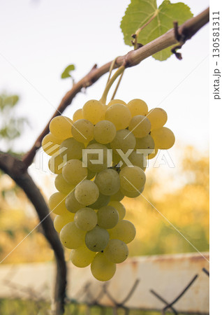 Grape cluster hanging from vine in vineyard, suitable for agriculture visuals and winemaking promotional use Grape cluster hanging from vine in vineyard, suitable for agriculture visuals and winemaking promotional use 130581311