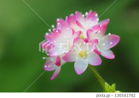 ミゾソバの花 130581782