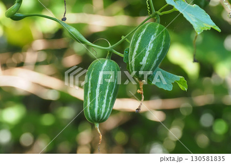 カラスウリの実 130581835