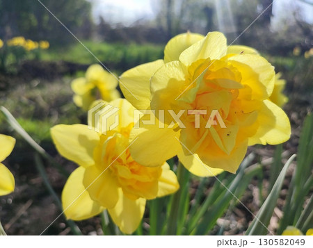 Blooming narcissus flower on sunny spring day. Varietal flower of narcissus variety. Many yellow petals collected in inflorescence on green stem with leaves growing in flower bed Blooming narcissus flower on sunny spring day. Varietal flower of narcissus variety. Many yellow petals collected in inflorescence on green stem with leaves growing in flower bed 130582049