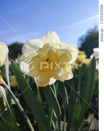 Blooming flower daffodil variety Golden Pearl with white yellow petals with stamens on green stem with leaves on background of narcissus flowers, and growing in ground in garden meadow on sunny spring Blooming flower daffodil variety Golden Pearl with white yellow petals with stamens on green stem with leaves on background of narcissus flowers, and growing in ground in garden meadow on sunny spring 130582066