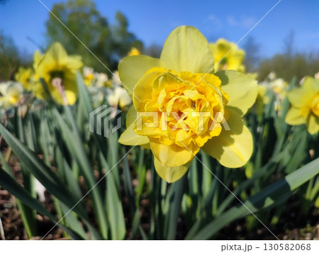 Beautiful blooming narcissus flower on sunny spring day. Varietal flower of narcissus variety Dick Wilden. Many yellow petals collected in inflorescence on green stem with leaves growing in flower bed Beautiful blooming narcissus flower on sunny spring day. Varietal flower of narcissus variety Dick Wilden. Many yellow petals collected in inflorescence on green stem with leaves growing in flower bed 130582068