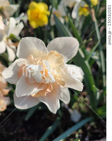 Blooming flower daffodil variety Delnashaugh with white pink petals with stamens and drops of morning dew on background of narcissus flowers and growing in ground in garden meadow, sunny spring day 130582081