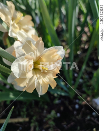 Narcissus Casanova. Blooming daffodil flower with white orange petals on green stem growing in black soil on sunny spring day. Selection breeding of flowers. Agricultural farming gardening Narcissus Casanova. Blooming daffodil flower with white orange petals on green stem growing in black soil on sunny spring day. Selection breeding of flowers. Agricultural farming gardening 130582083