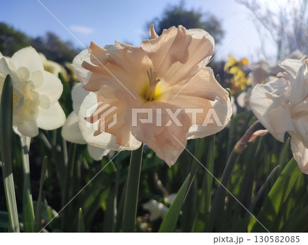 Beautiful blooming narcissus flower on sunny spring day. Varietal flower of narcissus variety Apricot Whirl. Pink petals on white petals in inflorescence with stamens on green stem leaves in ground Beautiful blooming narcissus flower on sunny spring day. Varietal flower of narcissus variety Apricot Whirl. Pink petals on white petals in inflorescence with stamens on green stem leaves in ground 130582085