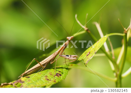 コカマキリ コカマキリ 130582145