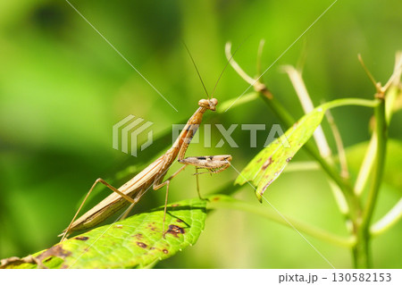 コカマキリ コカマキリ 130582153