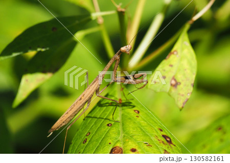 コカマキリ コカマキリ 130582161