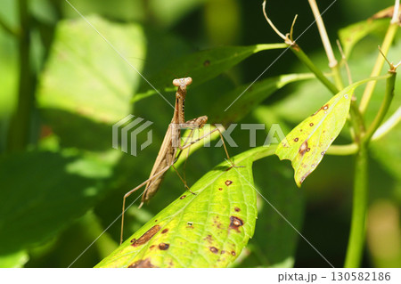 コカマキリ コカマキリ 130582186