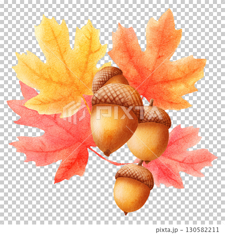 水彩風どんぐりと紅葉のイラスト 秋の植物素材 水彩風どんぐりと紅葉のイラスト 秋の植物素材 130582211