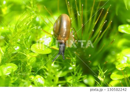 ムシオイガイの一種（カタツムリの成体・約3㎜） 130582242
