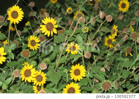 KITTEガーデン屋上に咲き誇る向日葵 130582377