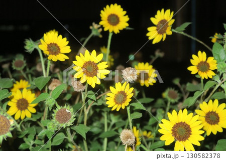KITTEガーデン屋上の黄色い花 130582378