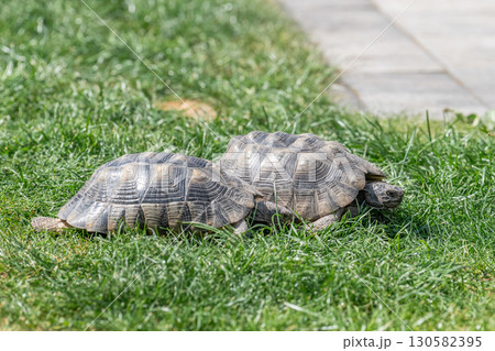 Testudo Marginata Breitrandschildkroete im Freilauf bei Paarung Vermehrung als Paar durch Reiten Aufstieg Turtle 130582395