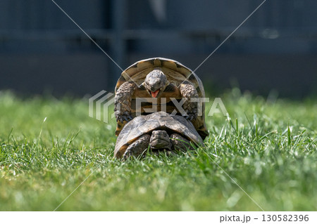 Testudo Marginata Breitrandschildkroete im Freilauf bei Paarung Vermehrung als Paar durch Reiten Aufstieg Turtle 130582396