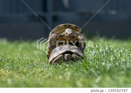 Testudo Marginata Breitrandschildkroete im Freilauf bei Paarung Vermehrung als Paar durch Reiten Aufstieg Turtle Testudo Marginata Breitrandschildkroete im Freilauf bei Paarung Vermehrung als Paar durch Reiten Aufstieg Turtle 130582397