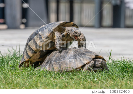 Testudo Marginata Breitrandschildkroete im Freilauf bei Paarung Vermehrung als Paar durch Reiten Aufstieg Turtle 130582400