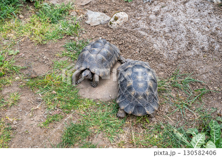 Testudo Marginata Breitrandschildkroete im Freilauf bei Paarung Vermehrung als Paar durch Reiten Aufstieg Turtle 130582406