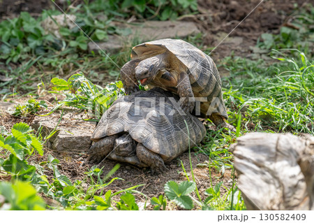 Testudo Marginata Breitrandschildkroete im Freilauf bei Paarung Vermehrung als Paar durch Reiten Aufstieg Turtle Testudo Marginata Breitrandschildkroete im Freilauf bei Paarung Vermehrung als Paar durch Reiten Aufstieg Turtle 130582409