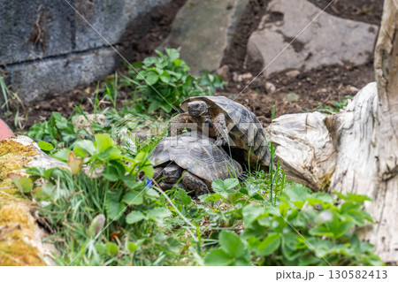 Testudo Marginata Breitrandschildkroete im Freilauf bei Paarung Vermehrung als Paar durch Reiten Aufstieg Turtle 130582413