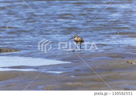 干潟を歩くオオソリハシシギ 130582551